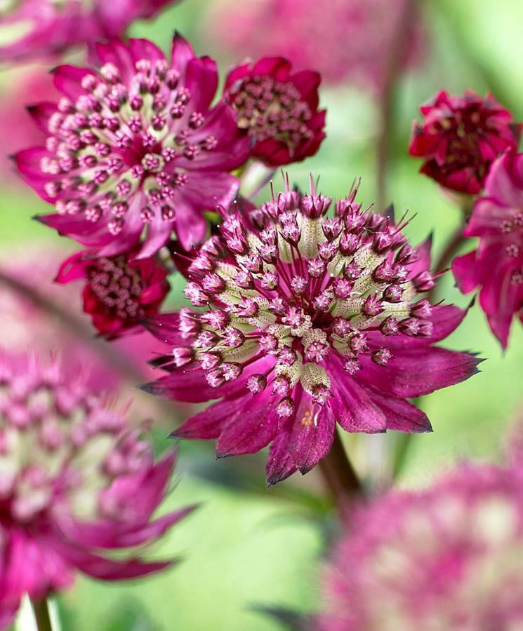 Villa Astrantia Bruinisse Buitenkant foto
